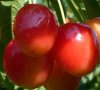 Click per le scheda della variet&agrave; Moscatella