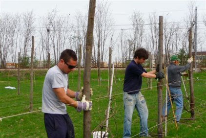Si piantano i pali nel vigneto